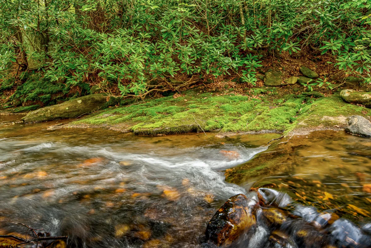 A peaceful creek scene with flowing water, moss-covered rocks, and dense, lush greenery. The area appears easily accessible, offering ample space for pets to wade, play, or simply relax near the water's edge, all within the safety of nature's embrace.